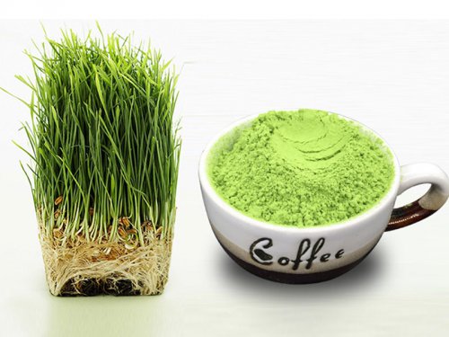  Barley Shoot Powder 